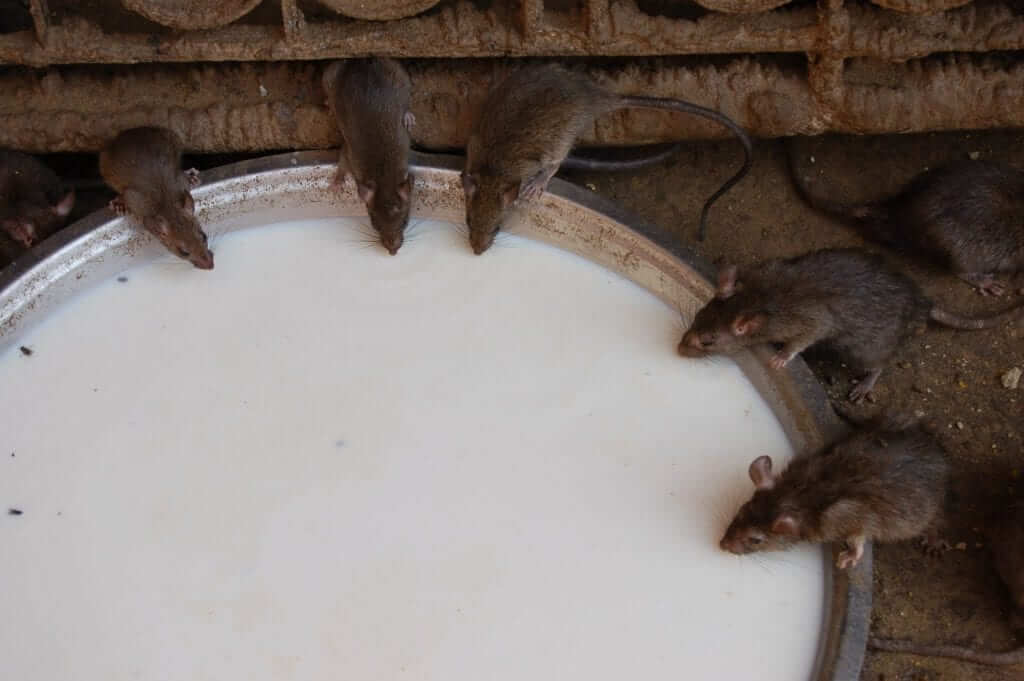 Karni Mata, Templo de las ratas, Rajastán, India