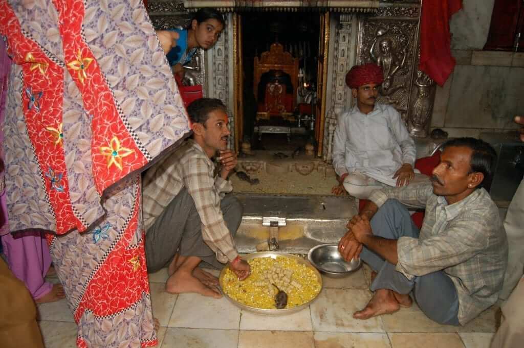 Karni Mata, Templo de las ratas, Rajastán, India