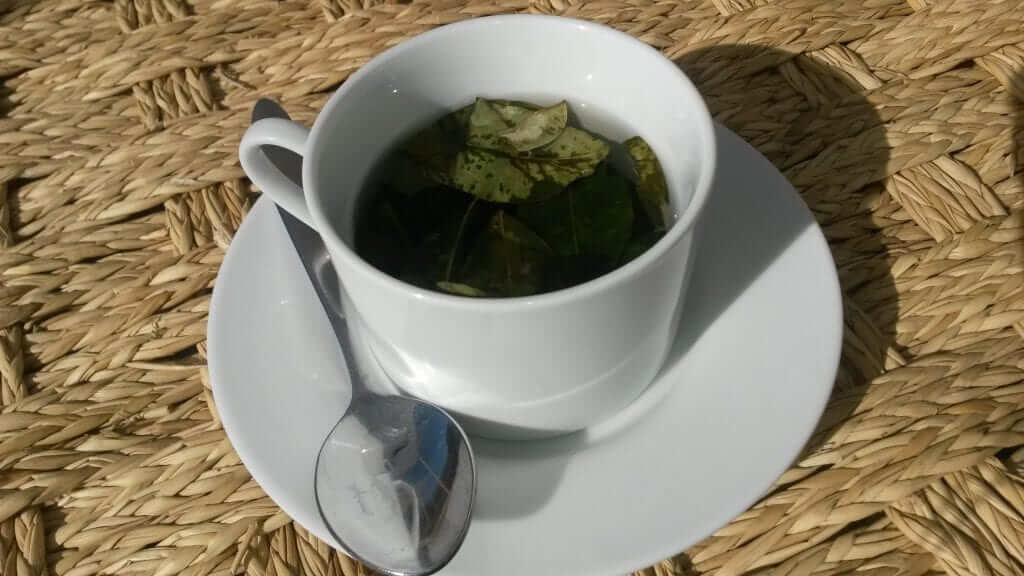 Infusión de coca