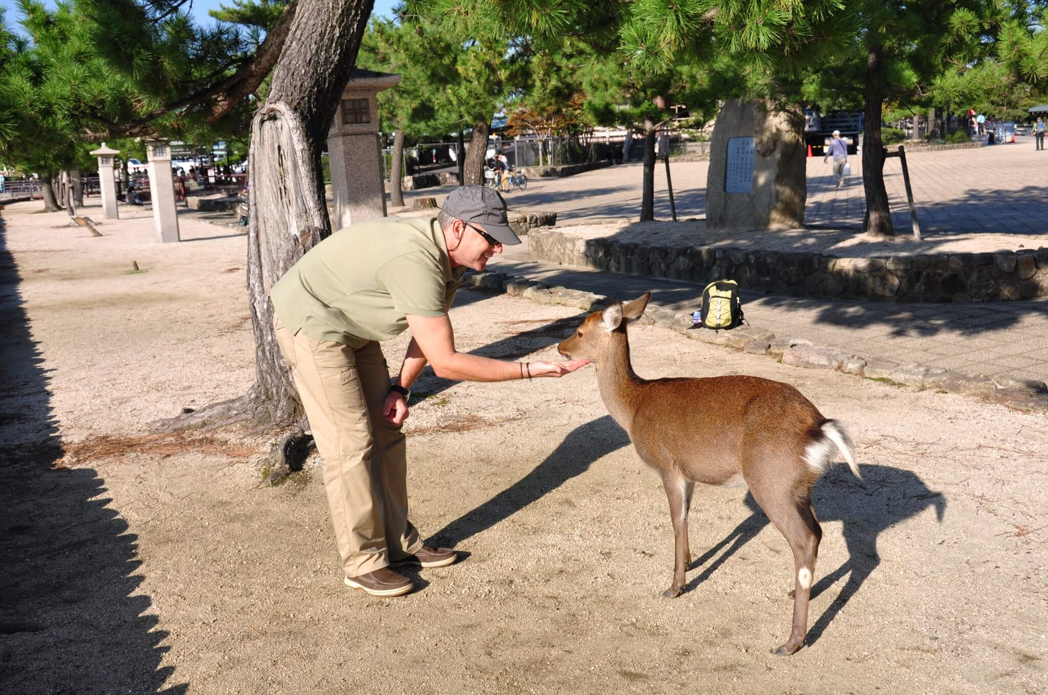 Miyajima, ciervos