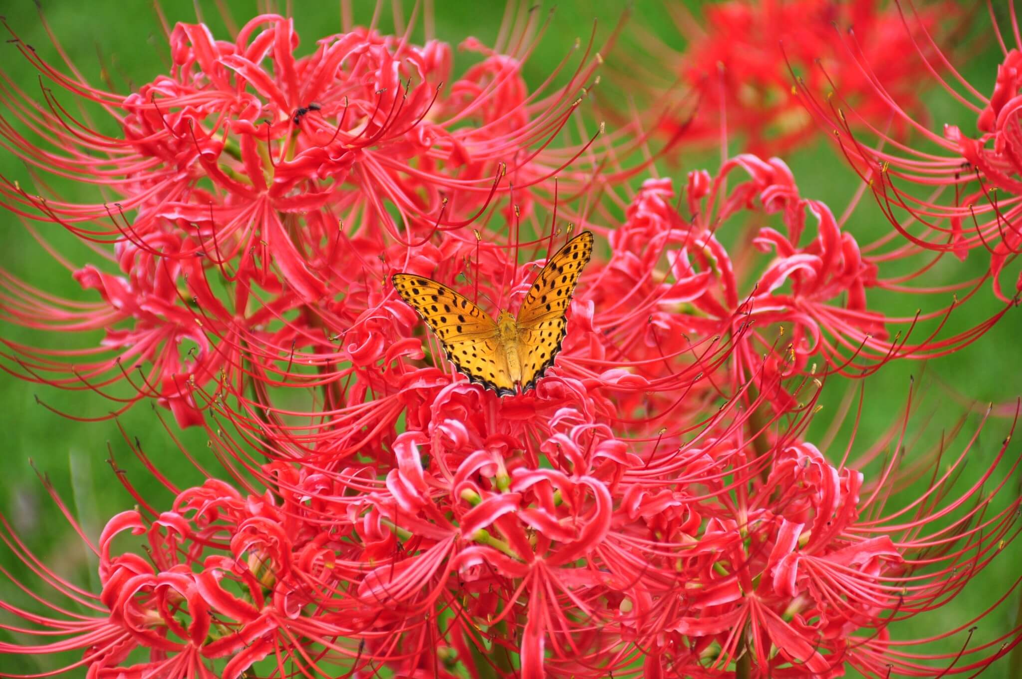 Los jardines más bonitos del mundo