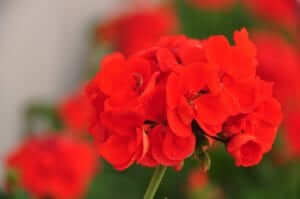 Monasterio de Santa Catalina Arequipa