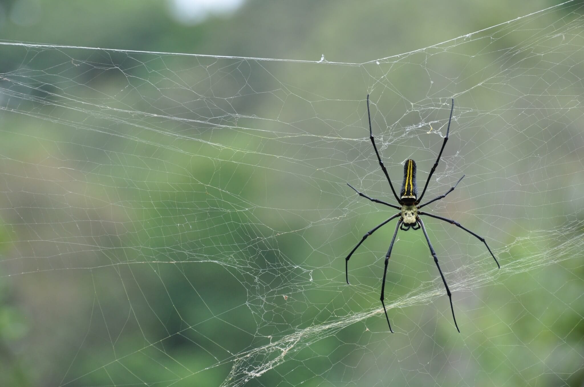 Wayanad India del sur