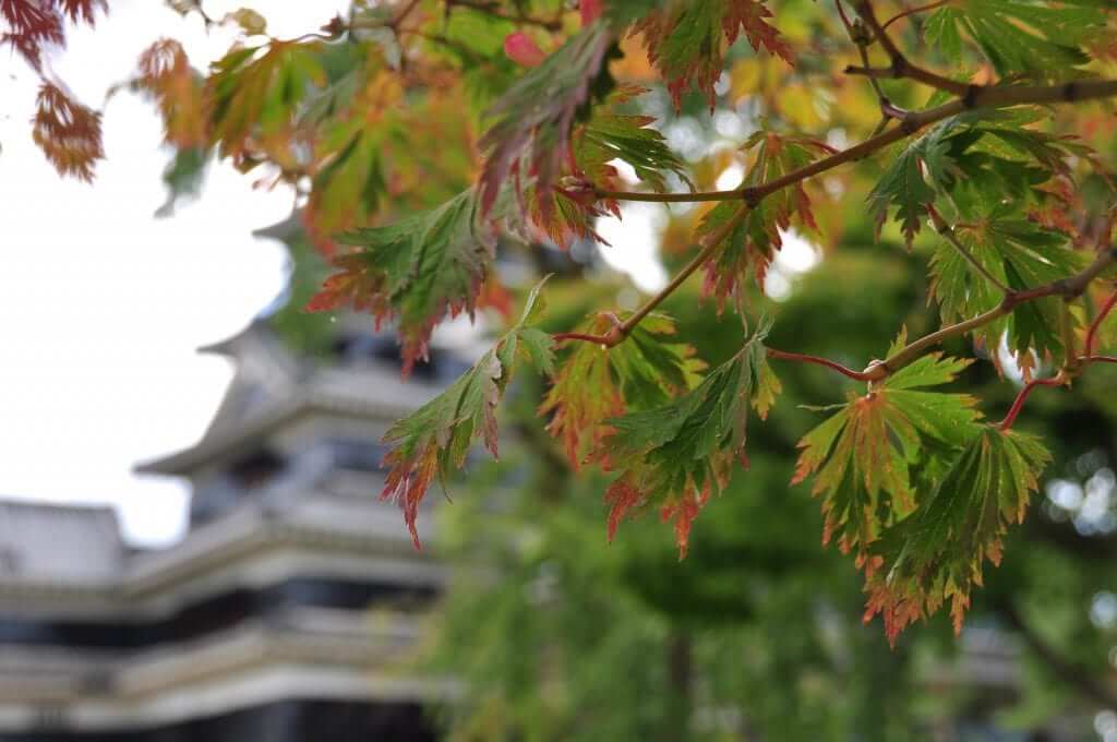 Castillo de Matsumoto