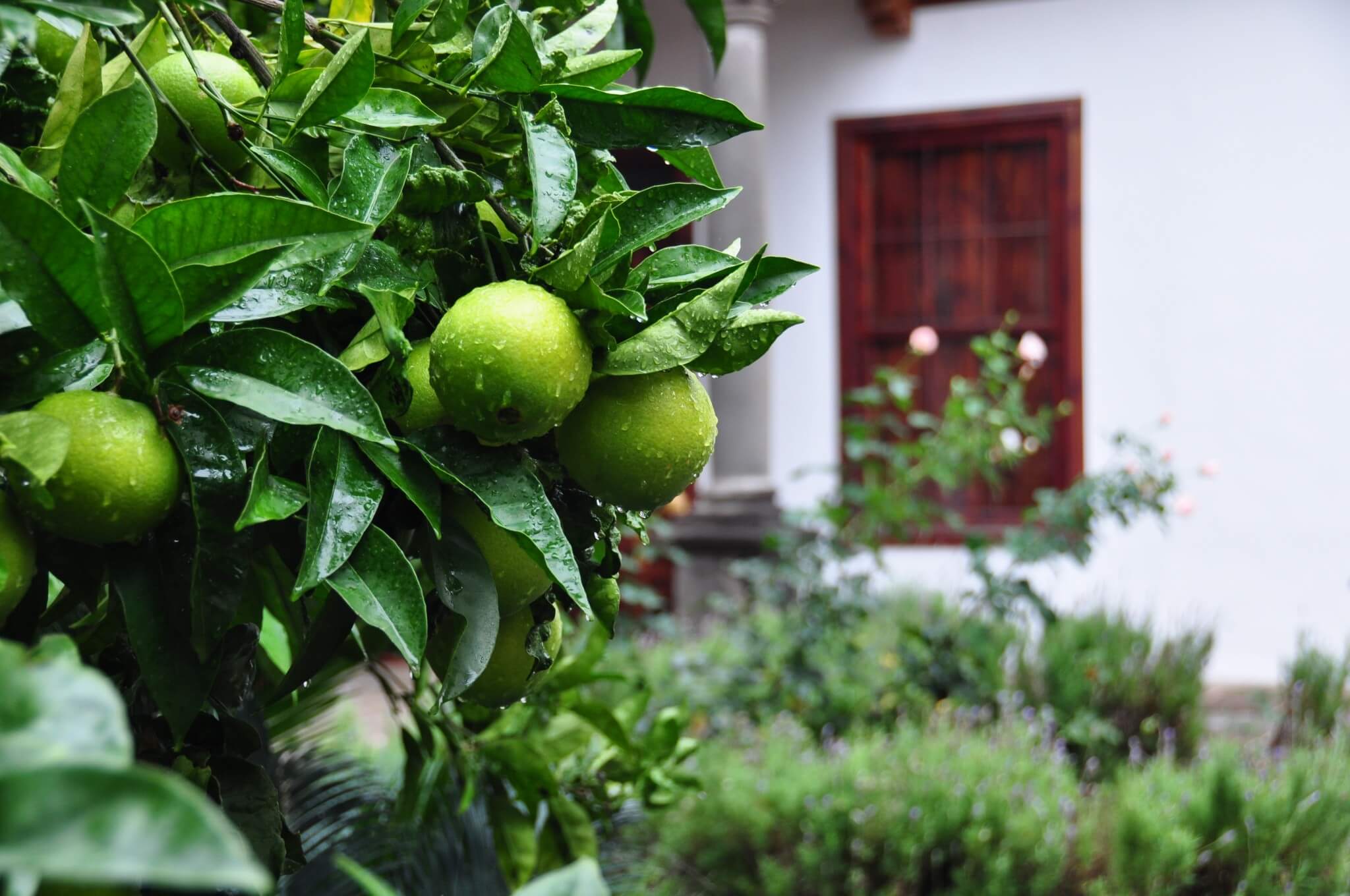 San Cristóbal de la Laguna