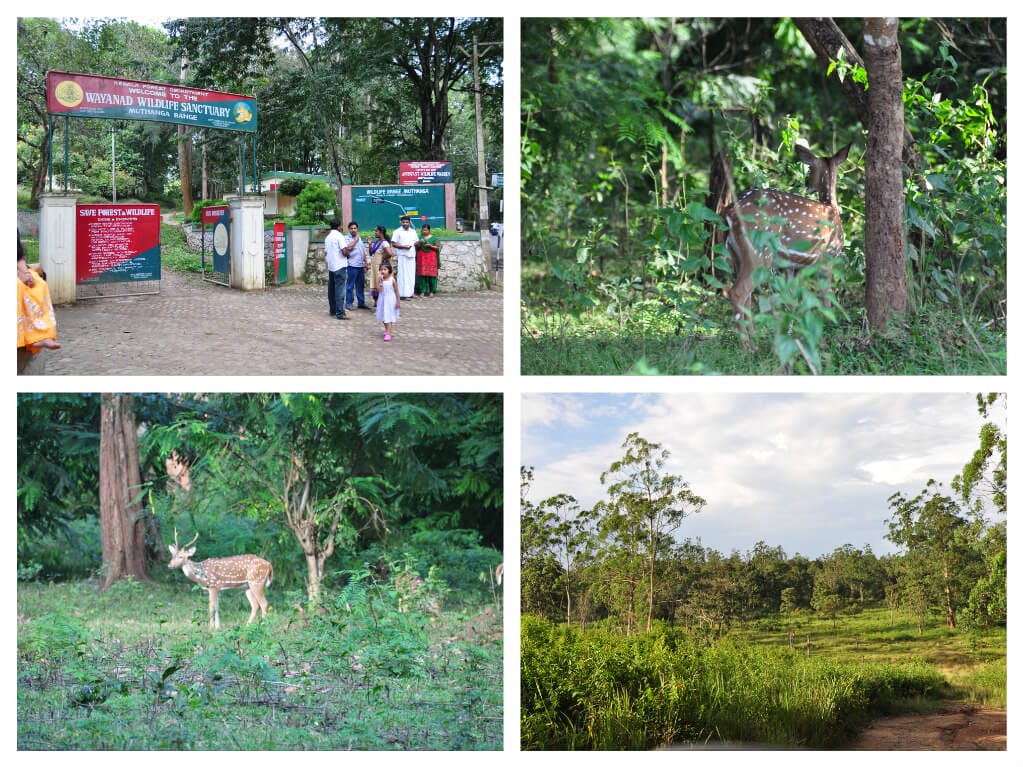 Wayanad