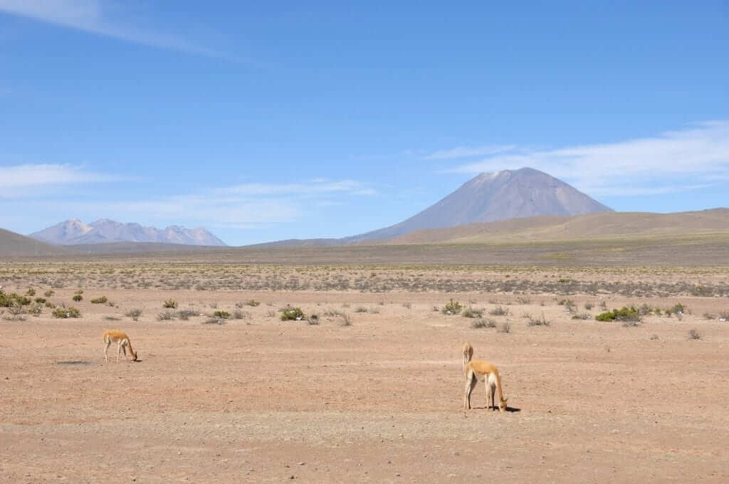 Cañón del Colca, Volcán Misti
