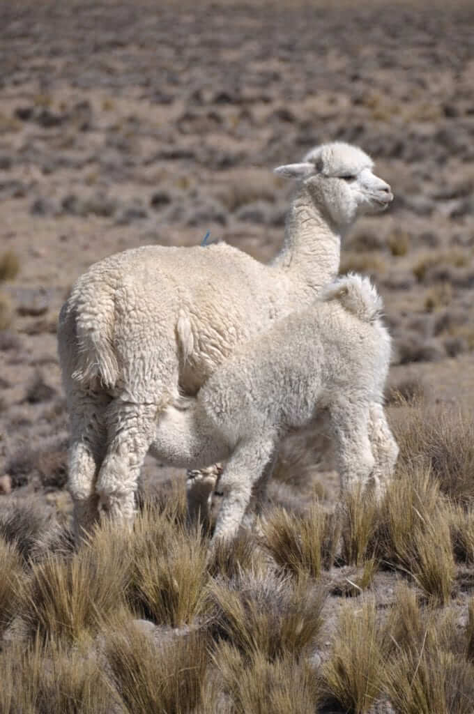 Cañón del Colca, Alpacas peruanas