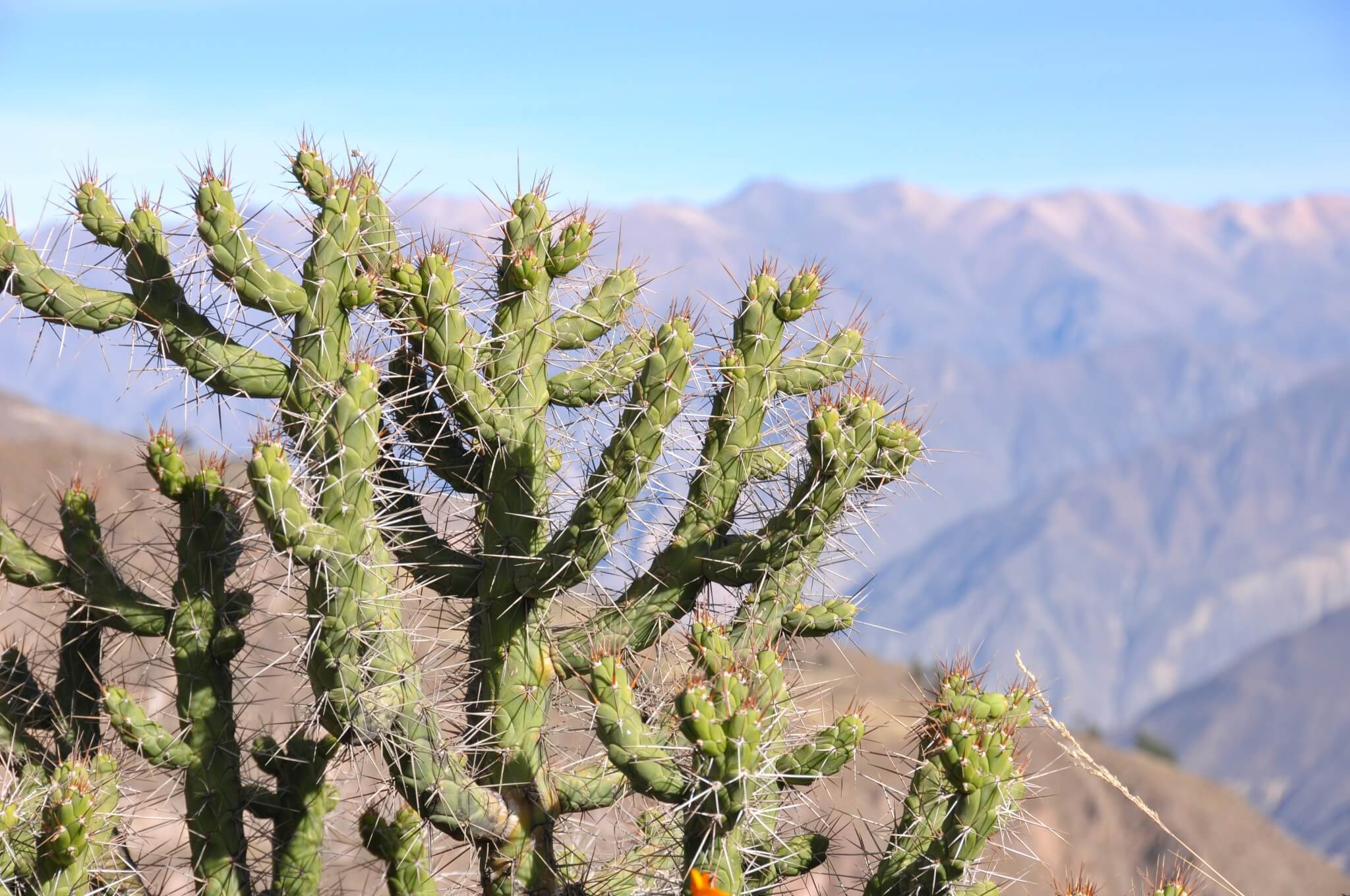 Cañón del Colca