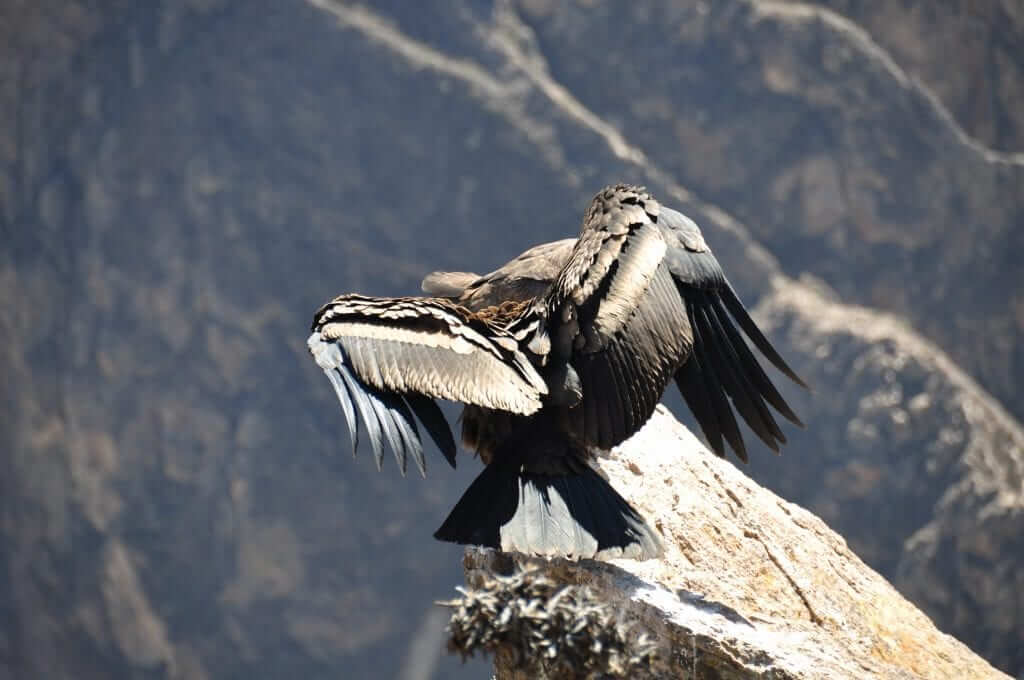 Cañón del Colca Cruz del Condor