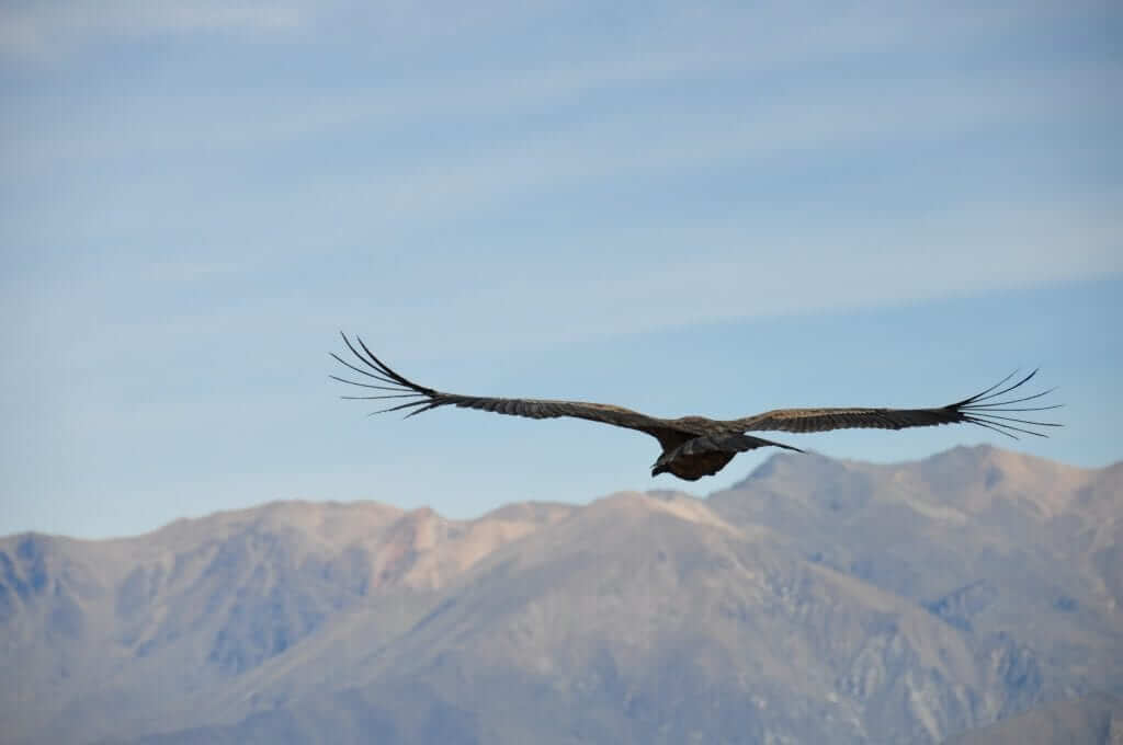 Cañón del Colca Cruz del Condor