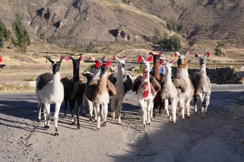 Cañón del Colca
