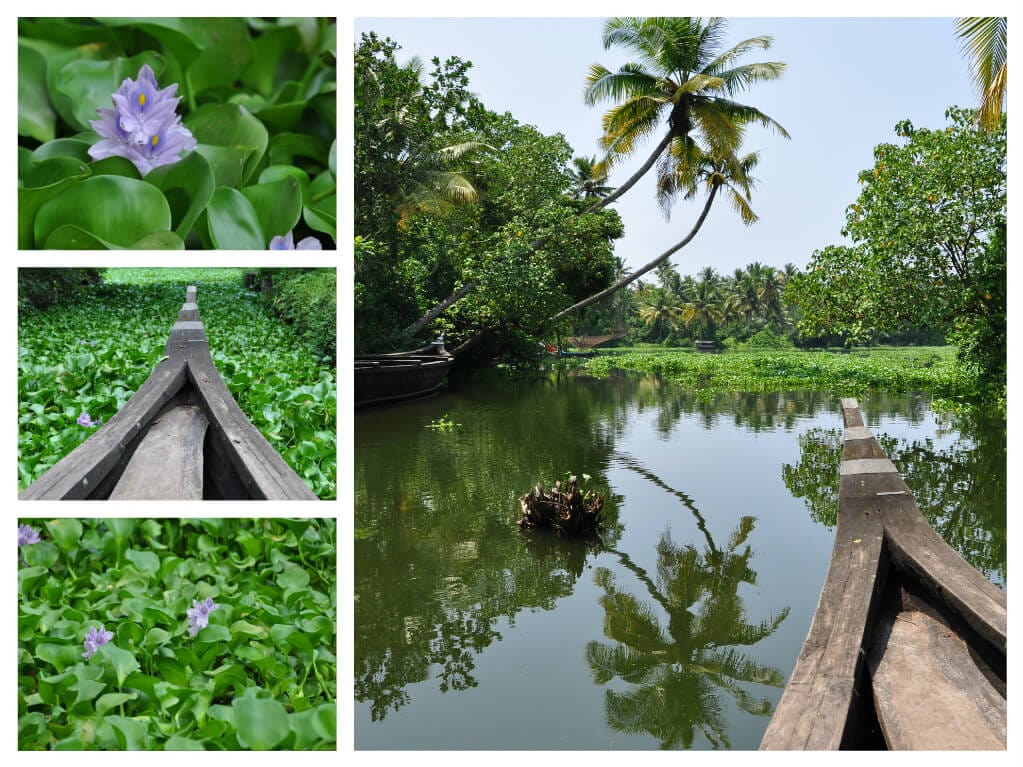 backwaters de Kerala