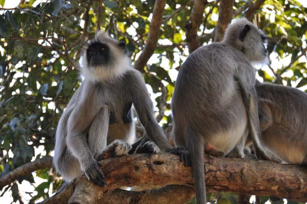 Anuradhapura