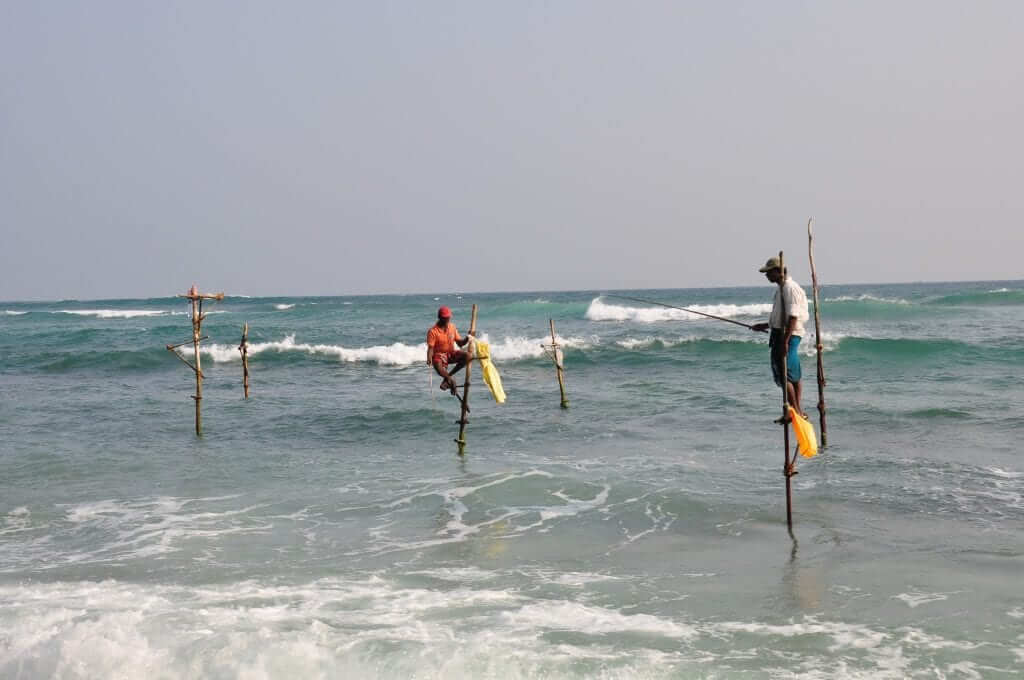 Pescadores zancudos de Sri Lanka