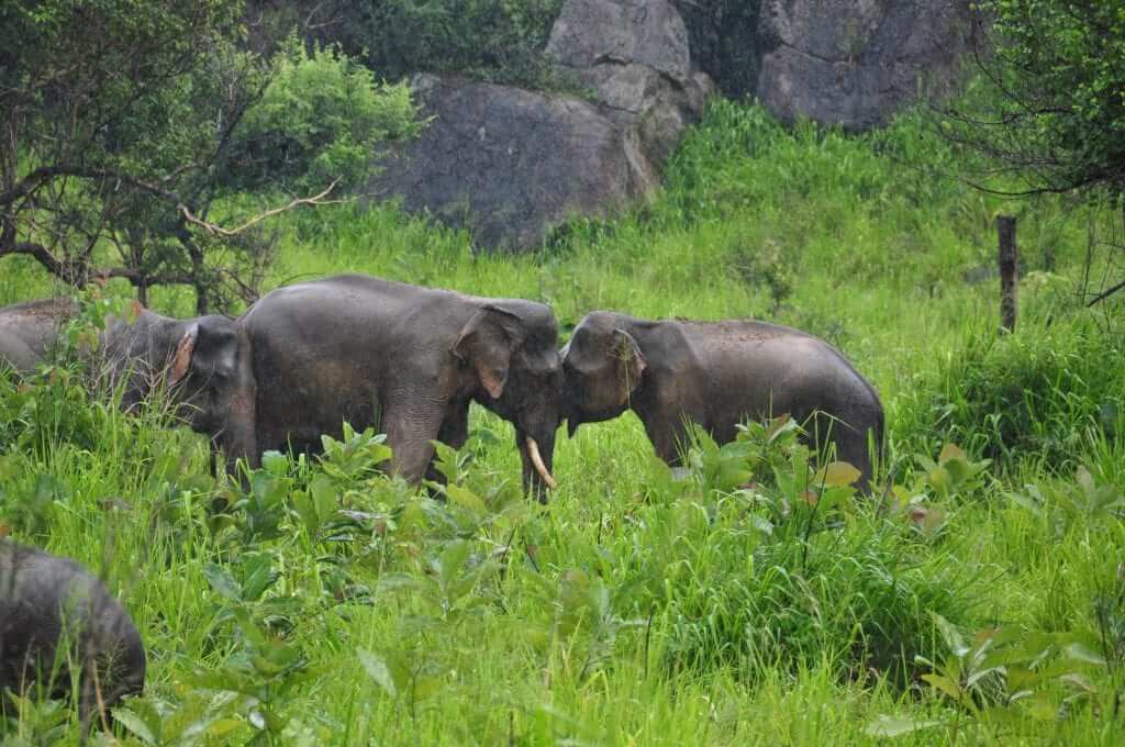 Sigiriya