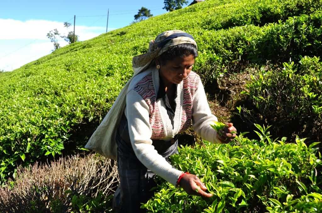 Viajar a Sri Lanka Nuwara Eliya