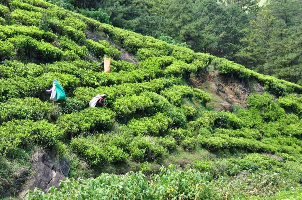 Nuwara Eliya