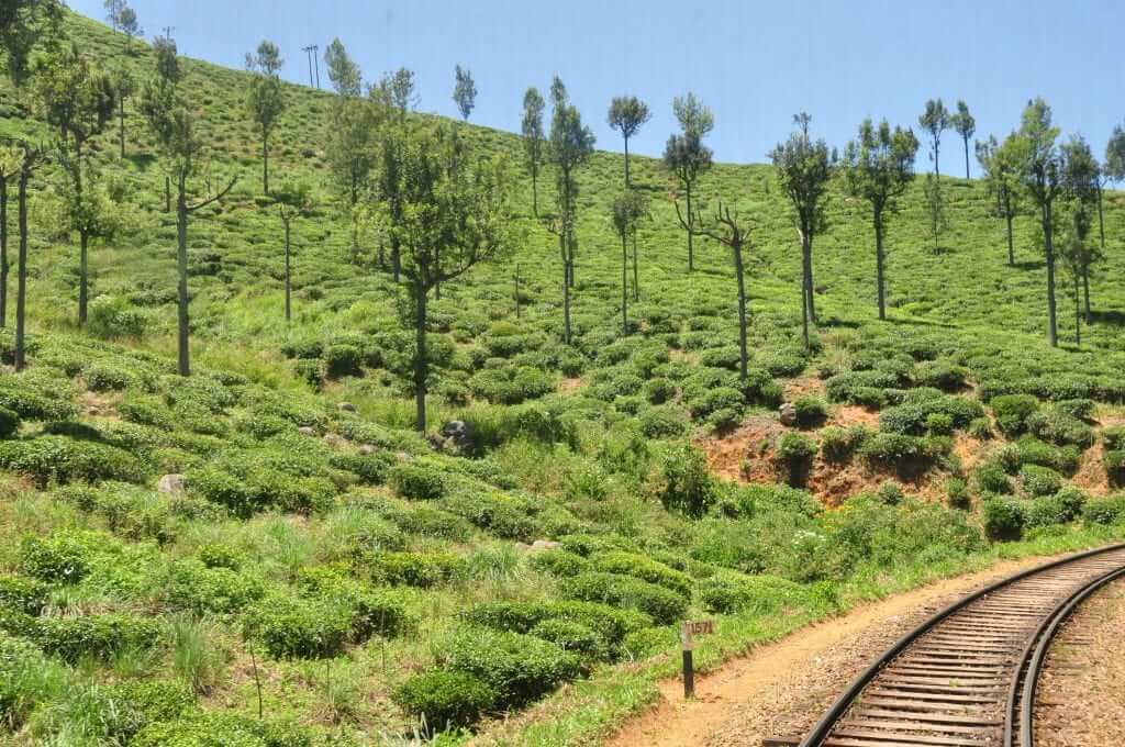 Viaje en tren Sri Lanka