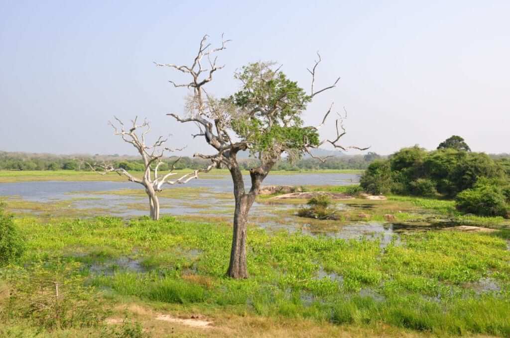 que ver en Sri Lanka