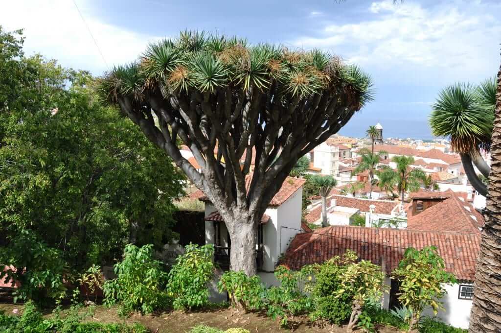 La Orotava
