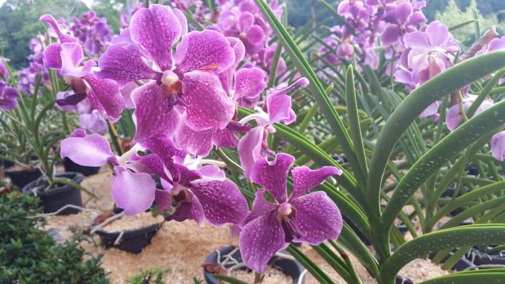 Qué ver en Kuala Lumpur