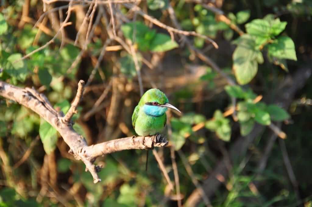 Los elefantes de Sri Lanka