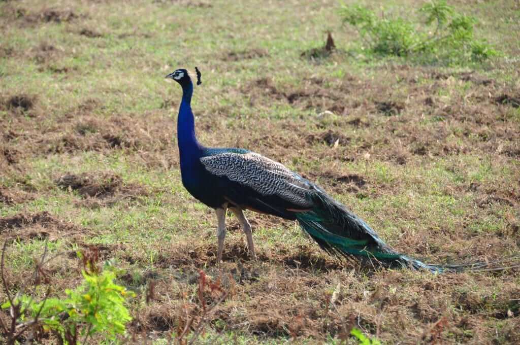 Los elefantes de Sri Lanka