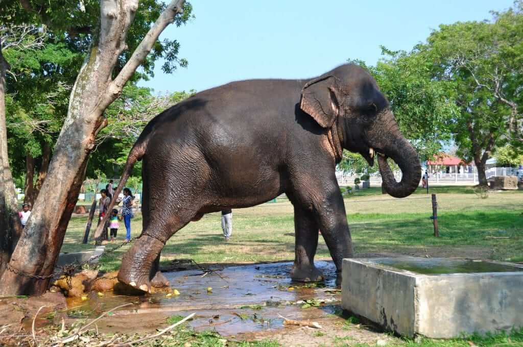 Los elefantes de Sri Lanka