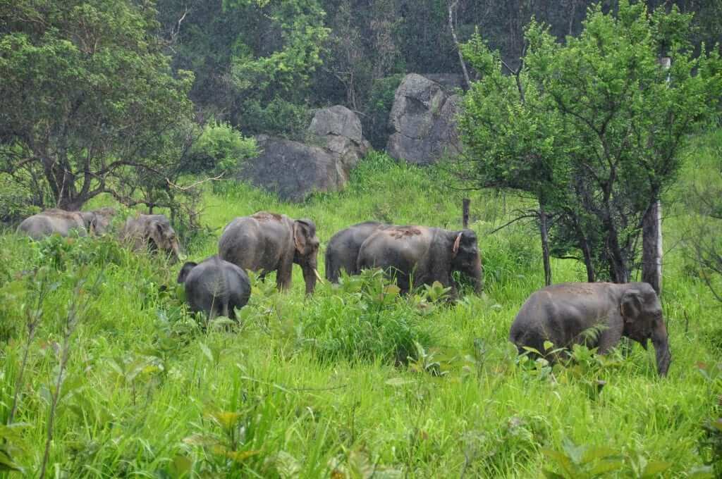 Elefantes de Sri Lanka