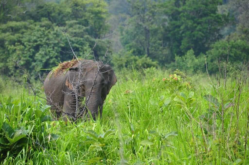 Elefantes de Sri Lanka