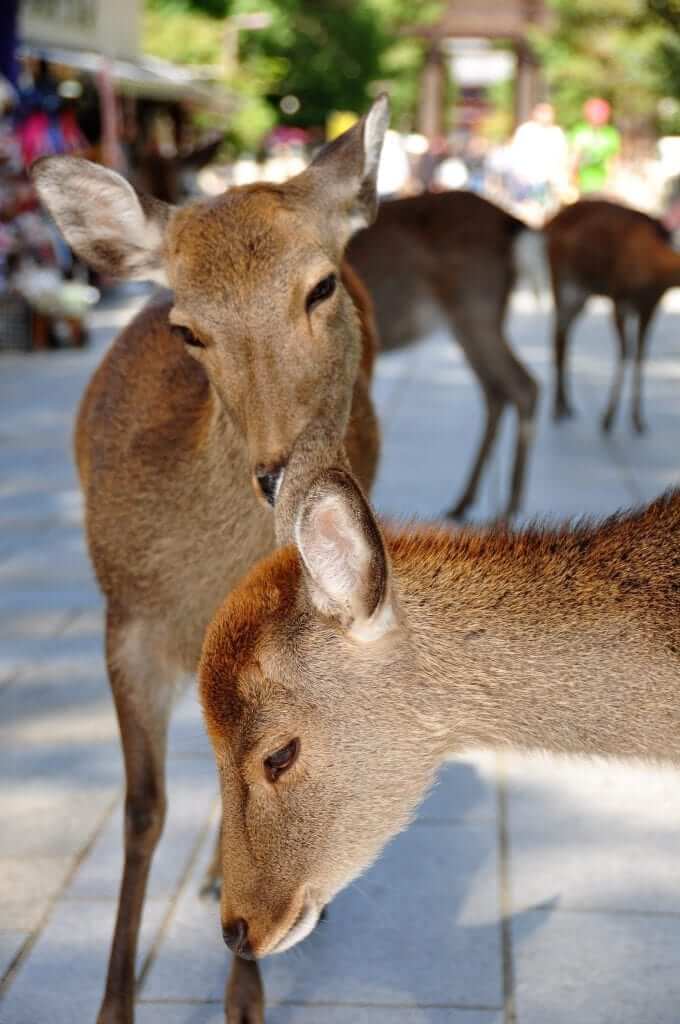 que ver en Nara, ciervos en Nara-koen