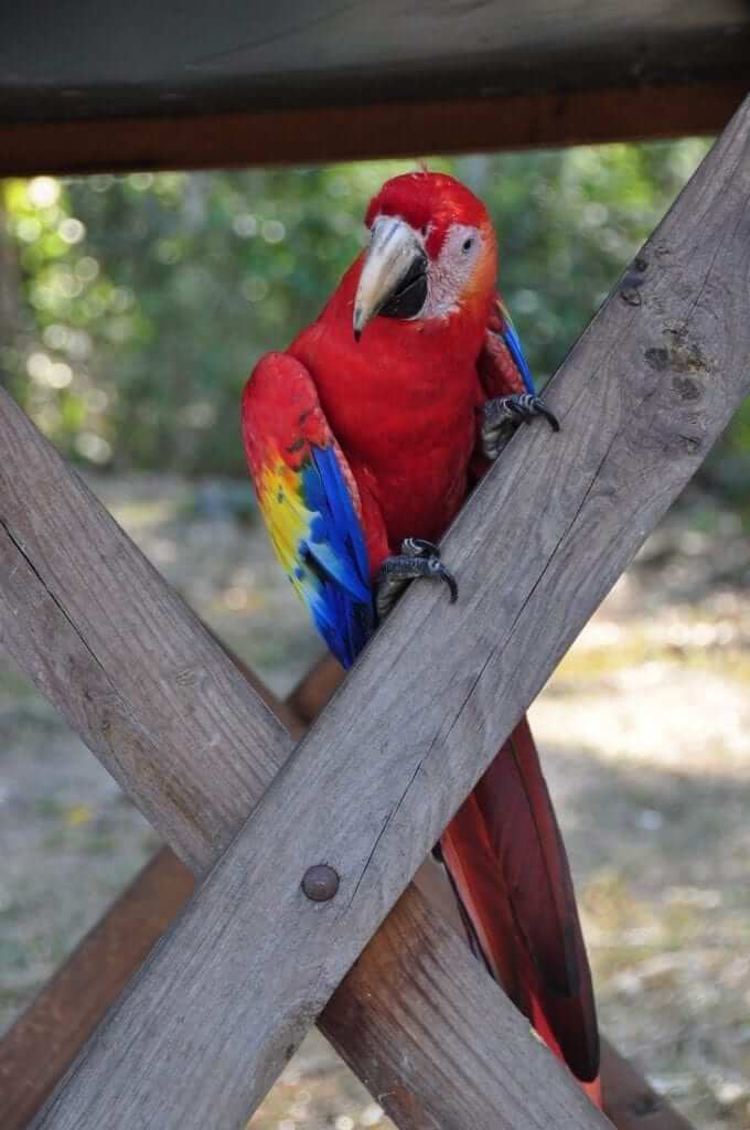 Copán, Guacamayos