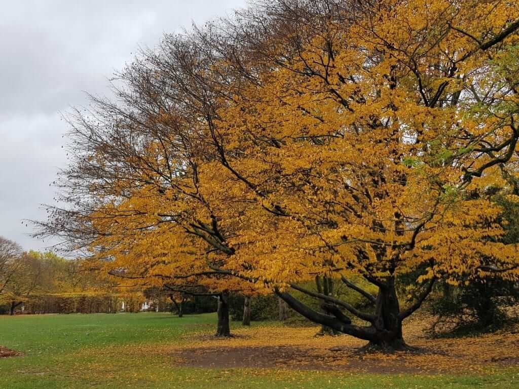 Trier Otoño