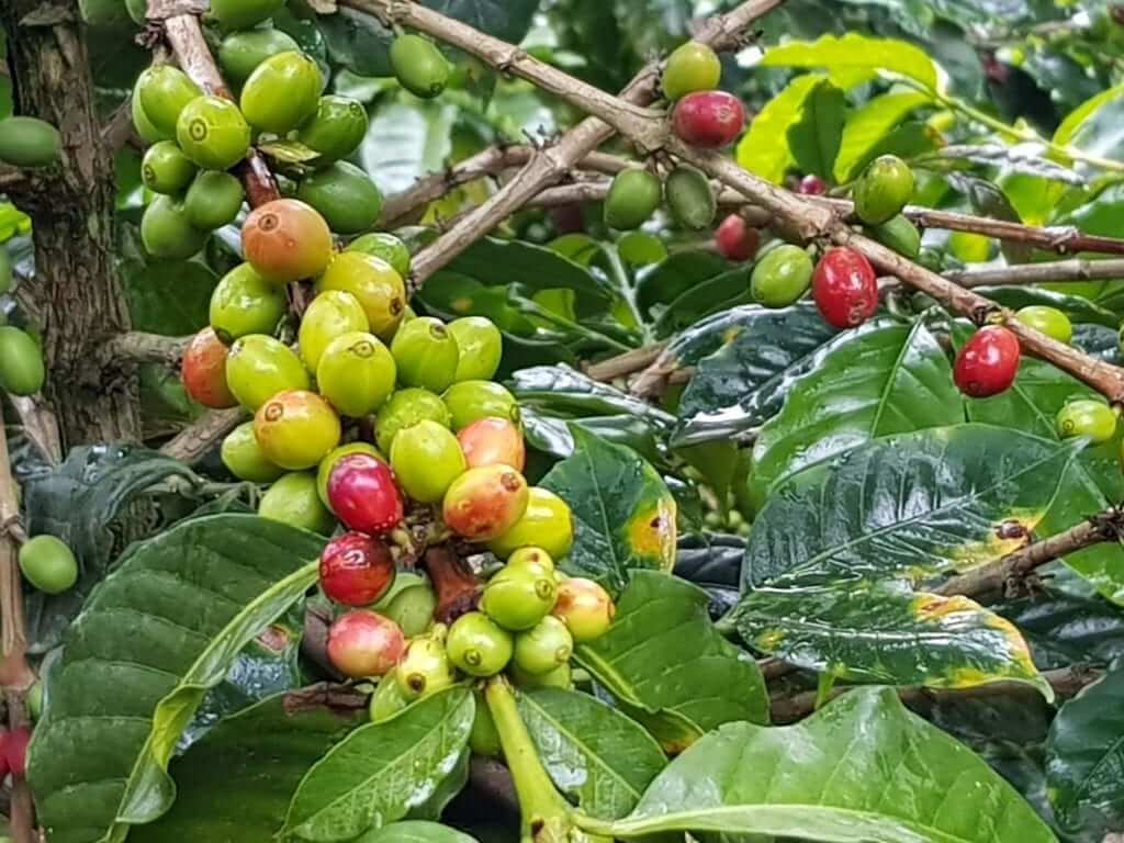 que hacer en Salento, Colombia