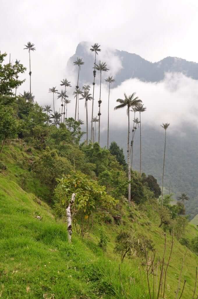 valle de Cocora, Colombia