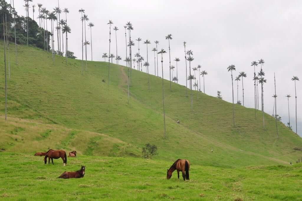 valle de Cocora, Colombia