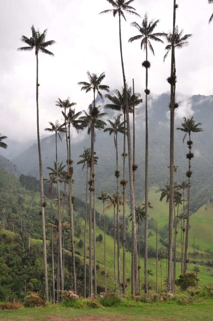 valle de Cocora, Colombia