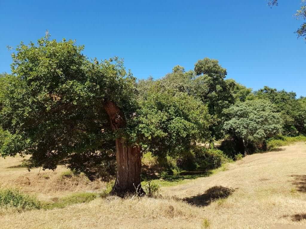 tiempo en Aracena