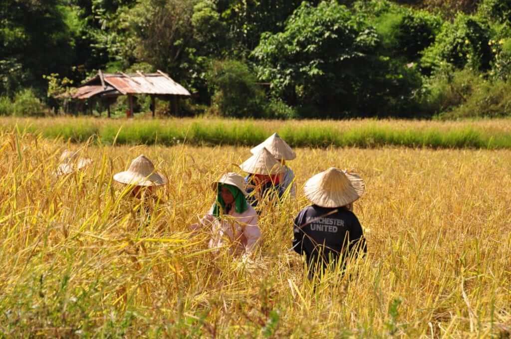 Vang Vieng, campos de arroz