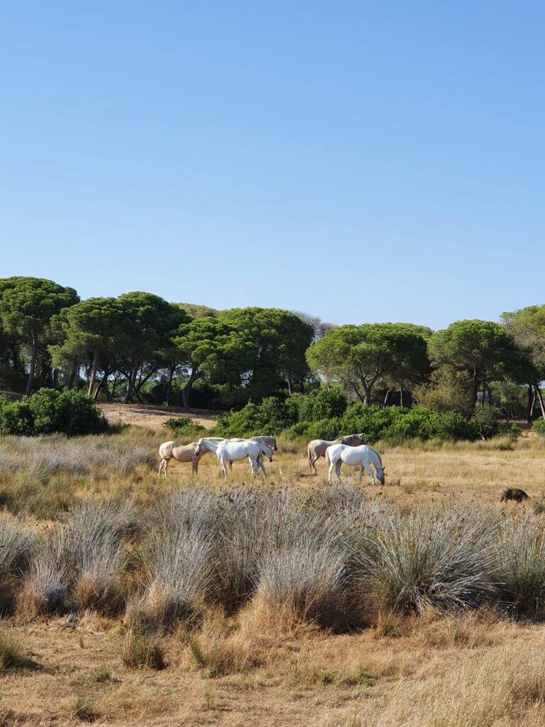 visitar doñana