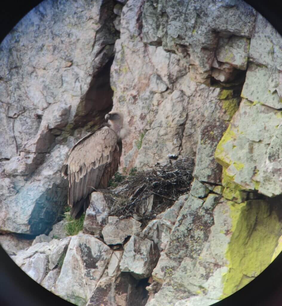 que ver en Monfragüe