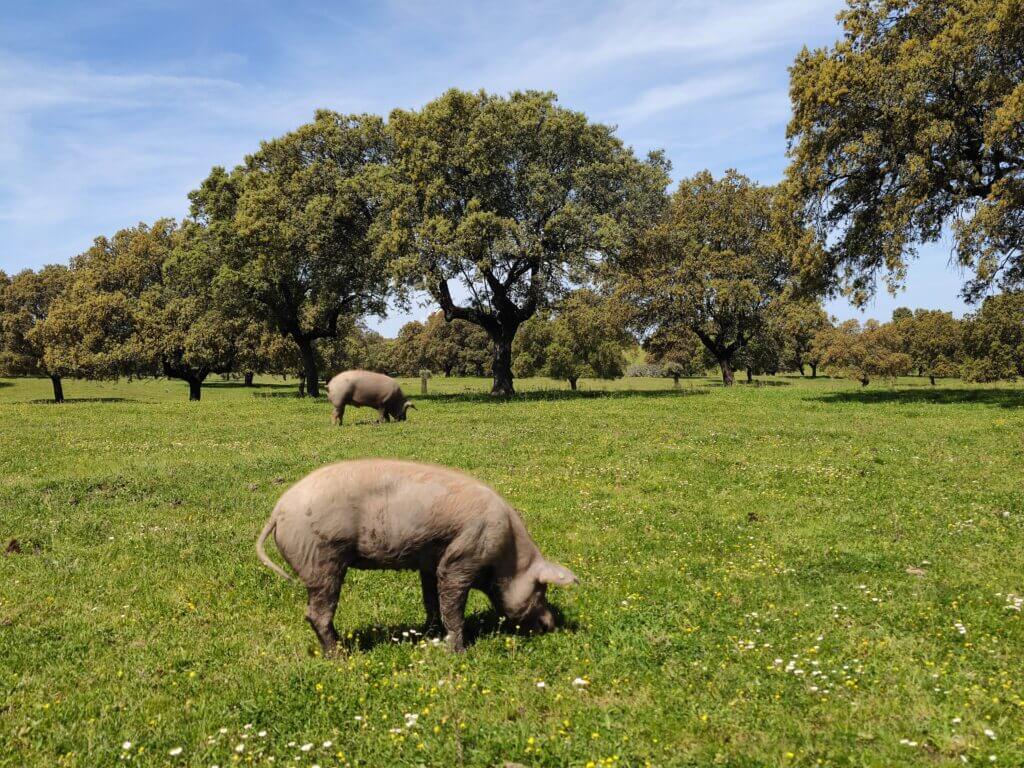 qué ver en Monfragüe